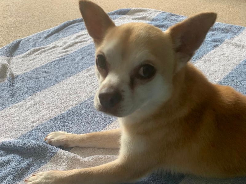 Chico for sale in Sadberge, Co Durham | Image 2
