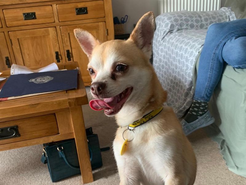 Chico for sale in Sadberge, Co Durham | Image 3
