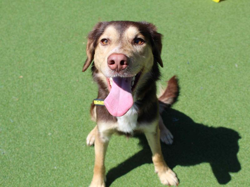 Rolo for sale in Glasgow, Scotland