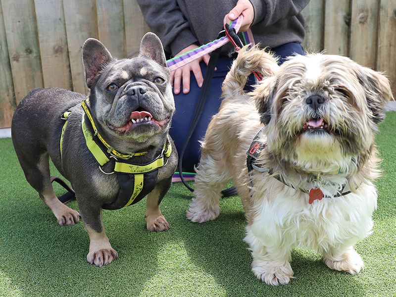 Poppy | Shih Tzu | Leeds - 1