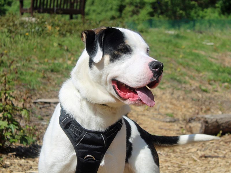 Haribo | Crossbreed | Merseyside (Liverpool) - 1
