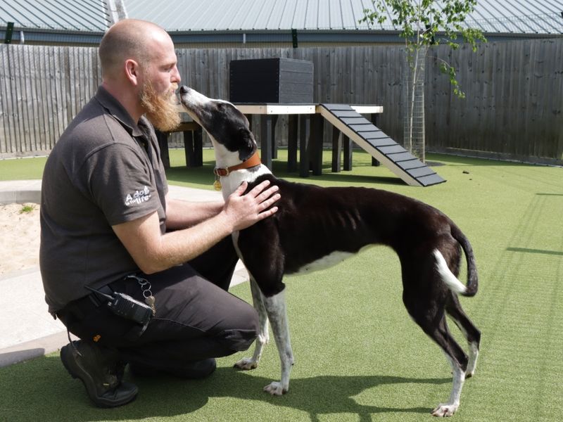 Daisy - Image 4 of 6