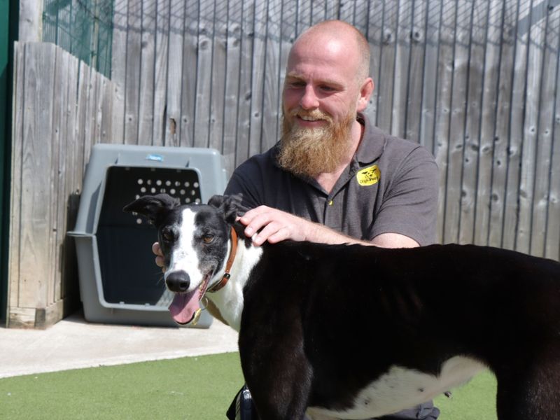 Daisy for sale in Evesham, Worcestershire