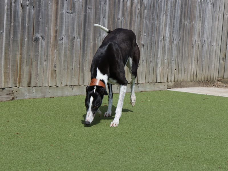 Daisy - Image 5 of 6