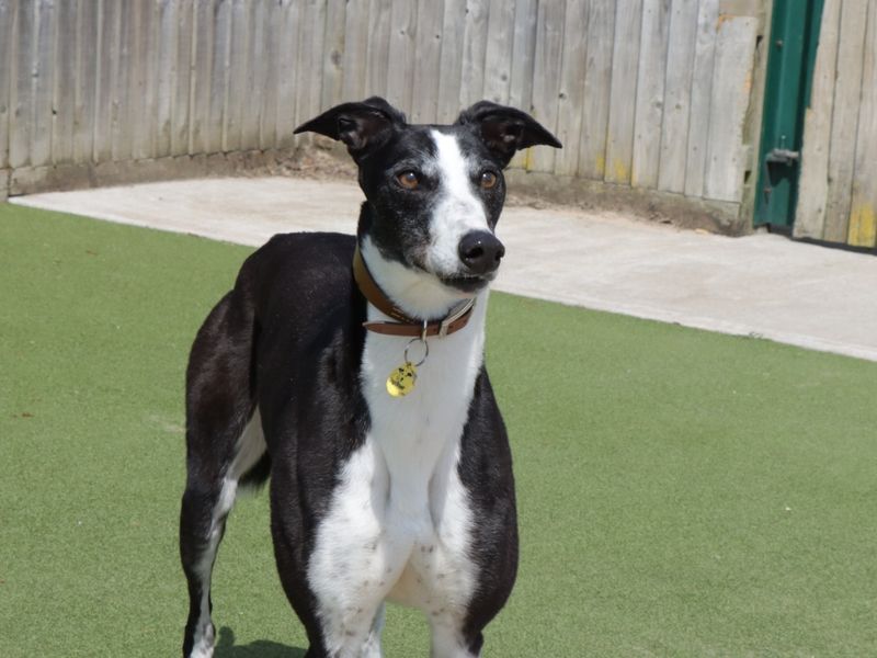 Tulip | Greyhound | Evesham (Worcestershire) - 1