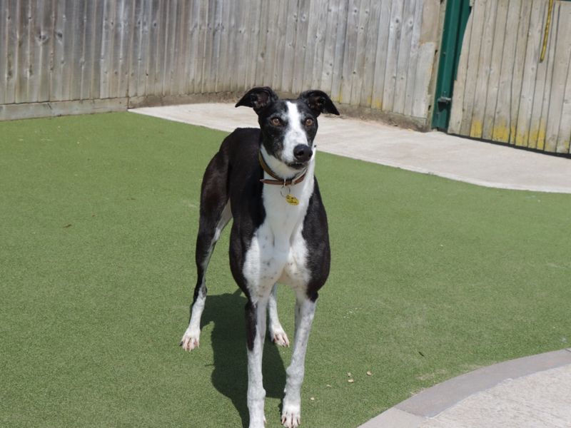 Daisy - Image 3 of 6