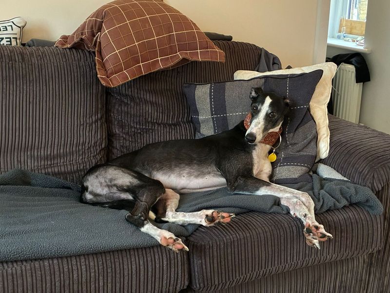 Tulip | Greyhound | Evesham (Worcestershire) - 7