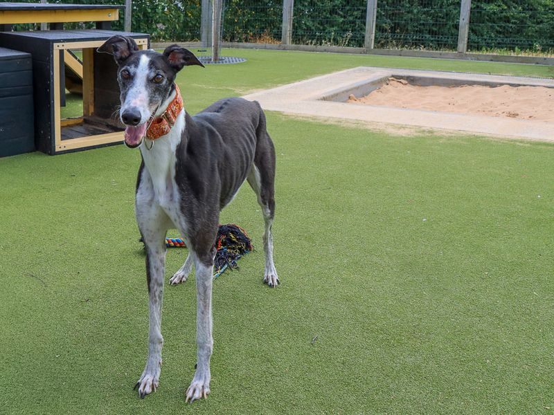Tulip | Greyhound | Evesham (Worcestershire) - 5