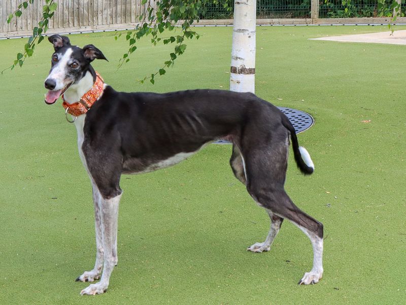 Tulip | Greyhound | Evesham (Worcestershire) - 12