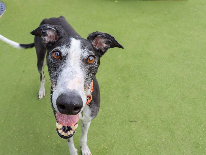 Tulip | Greyhound | Evesham (Worcestershire) - 11