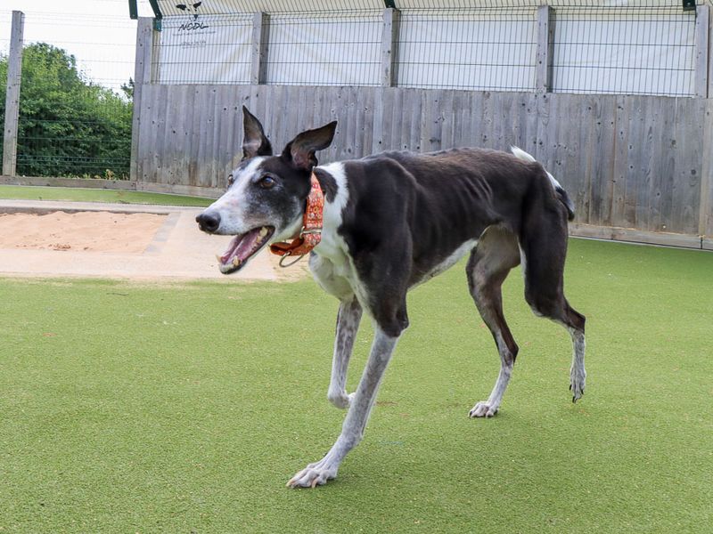 Tulip | Greyhound | Evesham (Worcestershire) - 8