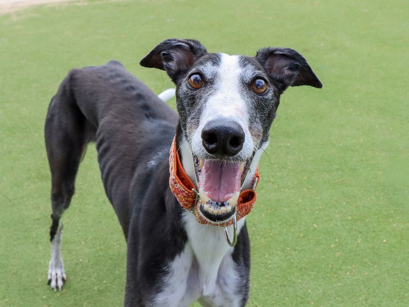 Tulip | Greyhound | Evesham (Worcestershire) - 1