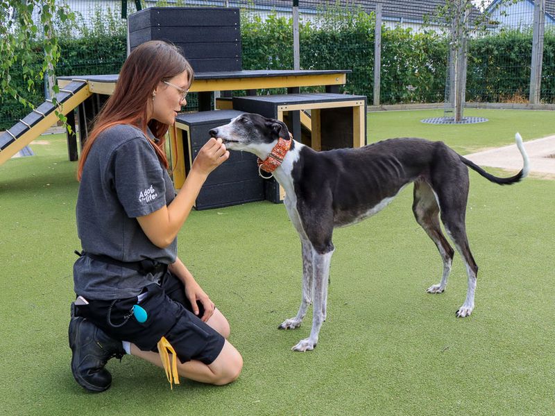 Tulip | Greyhound | Evesham (Worcestershire) - 10