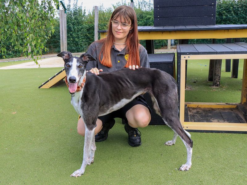 Tulip | Greyhound | Evesham (Worcestershire) - 13