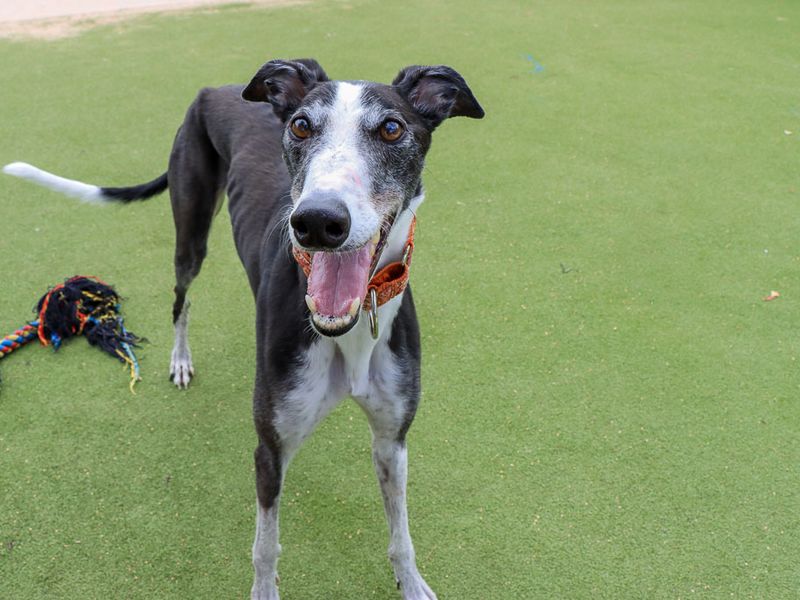 Tulip | Greyhound | Evesham (Worcestershire) - 9
