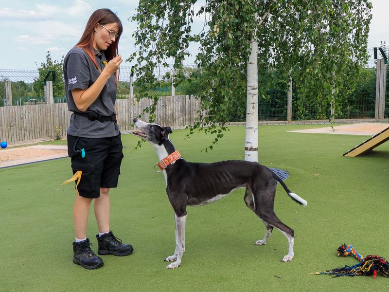 Tulip | Greyhound | Evesham (Worcestershire) - 6
