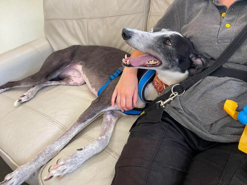 Tulip | Greyhound | Evesham (Worcestershire) - 2