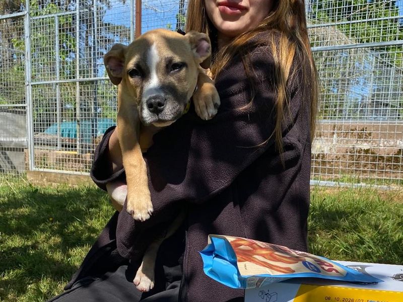 Basil | Crossbreed | Cumbria rehoming - 1