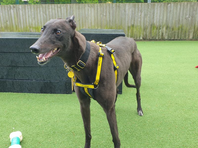 Morgan | Greyhound | Canterbury - 1