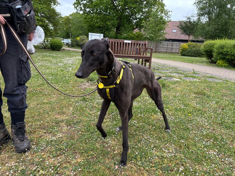 Greyhound for adoption in Chestfield, Kent – 4 years old