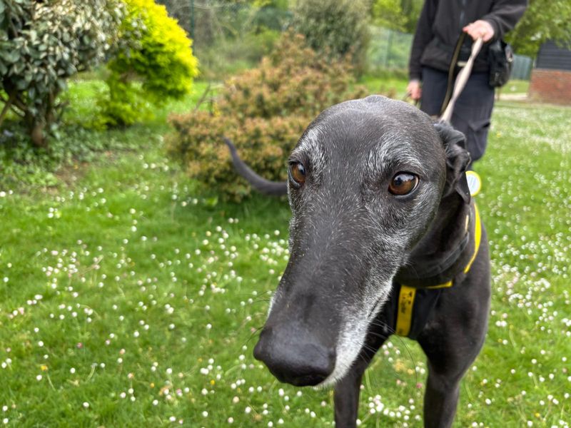 Mysterio | Greyhound | Canterbury - 1