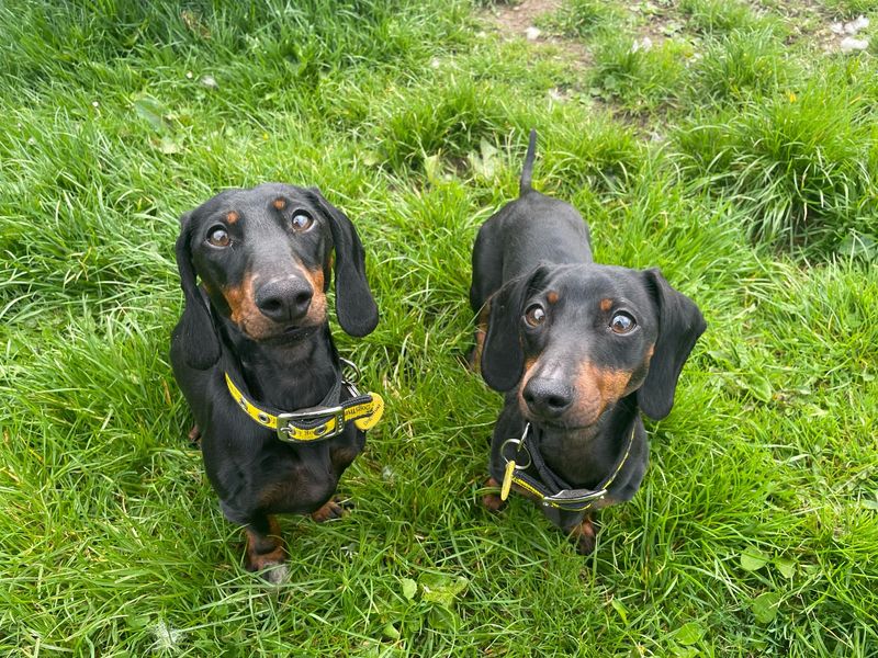 Lola | Dachshund (Miniature Smooth Haired) | West Calder (Edinburgh) - 1