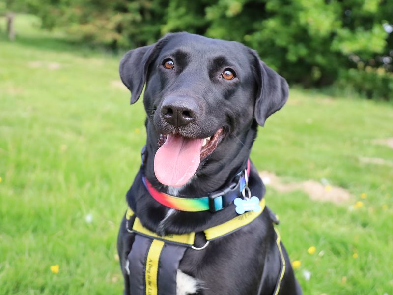Bella | Retriever (Labrador) Cross | Leeds - 1