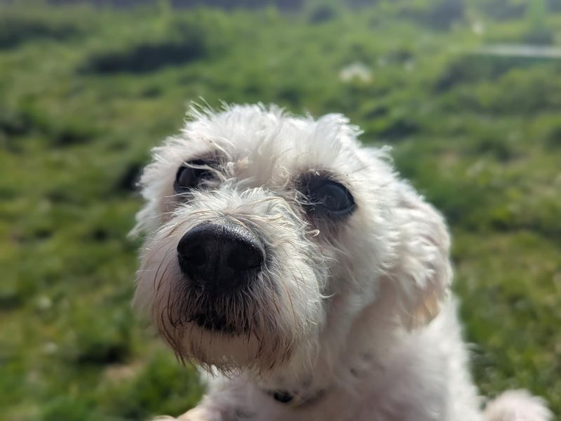 Belle for sale in Mid Glamorgan, Wales