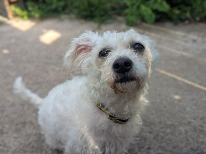 Belle | Poodle Cross | Bridgend (Wales) - 1