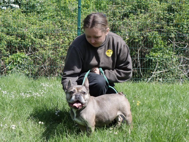 Storm for sale in Evesham, Worcestershire