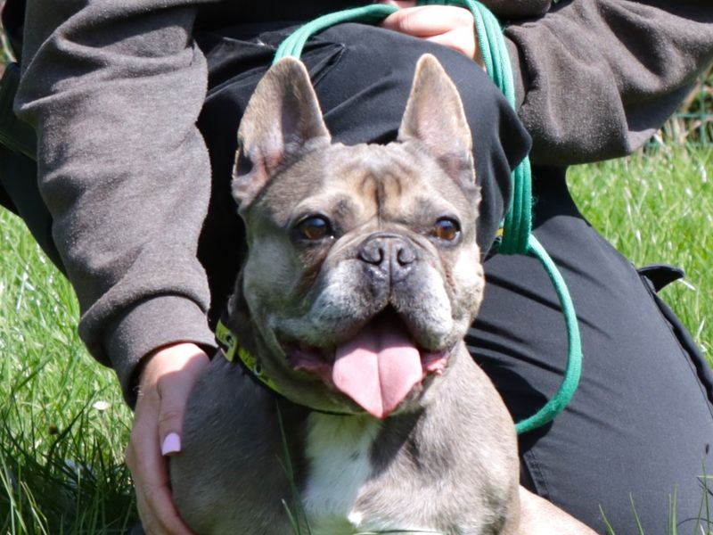 Storm | French Bulldog | Evesham (Worcestershire) - 1