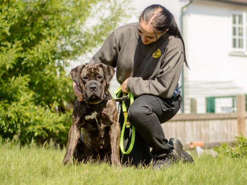 Cane Corso for adoption in Kenilworth, Warks – 3 years old - Image 4 of 5