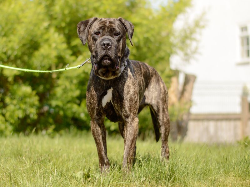 Cane Corso for adoption in Kenilworth, Warks – 3 years old - Image 5 of 5