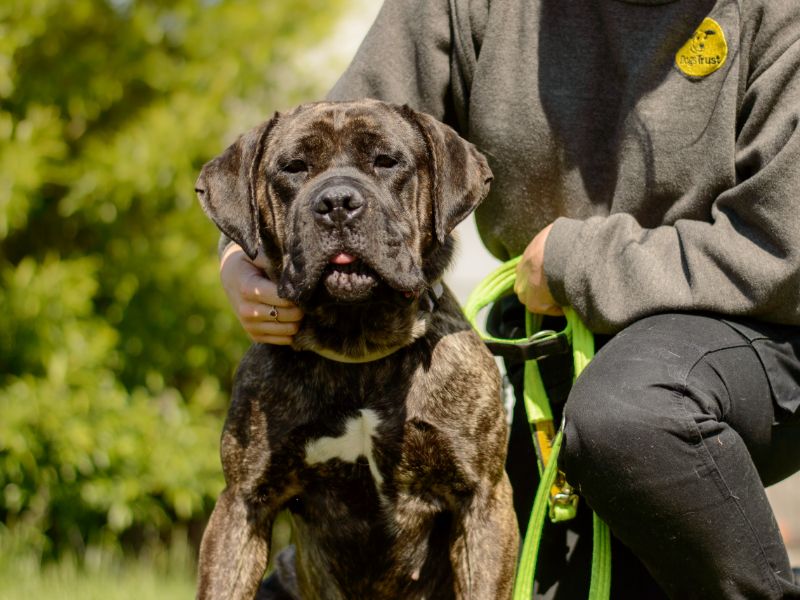 Cane Corso for adoption in Kenilworth, Warks – 3 years old - Image 2 of 5
