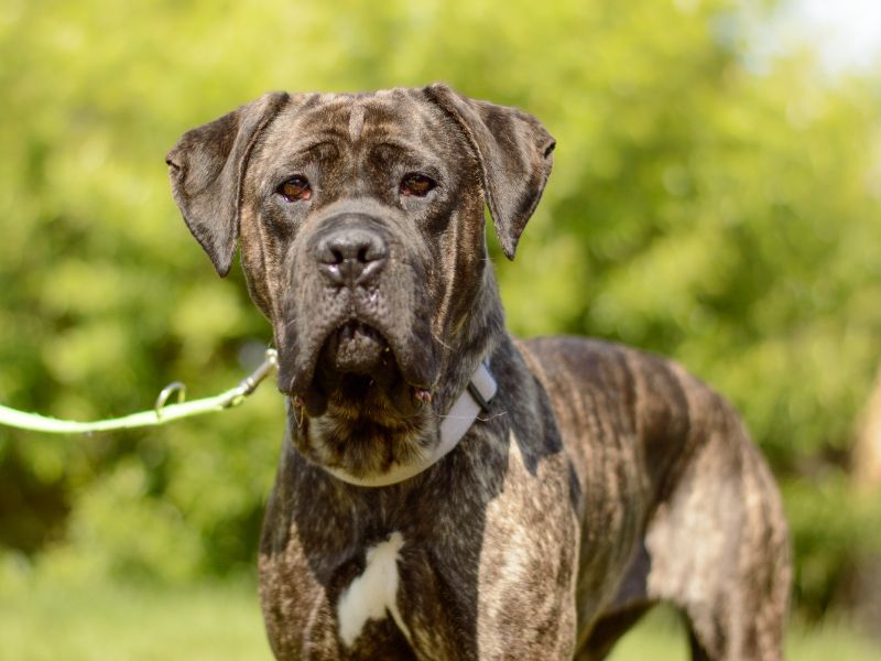 Cane Corso for adoption in Kenilworth, Warks – 3 years old - Image 3 of 5