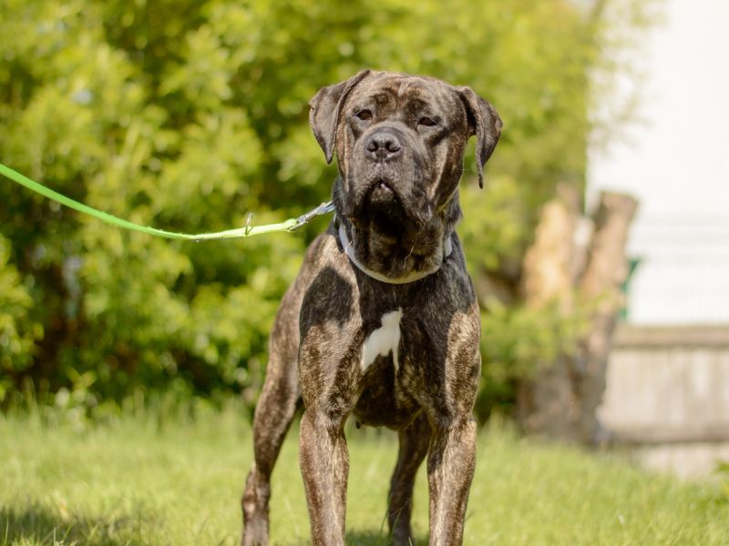 Pixie for sale in Kenilworth, Warks