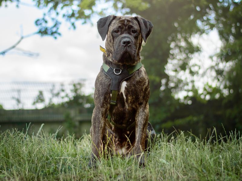Pixie | Italian Corso Dog | Kenilworth (West Midlands) - 1