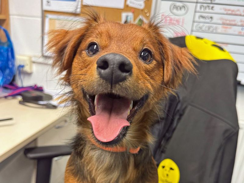 Celt | Terrier (Jack Russell) Cross | Merseyside (Liverpool) - 1
