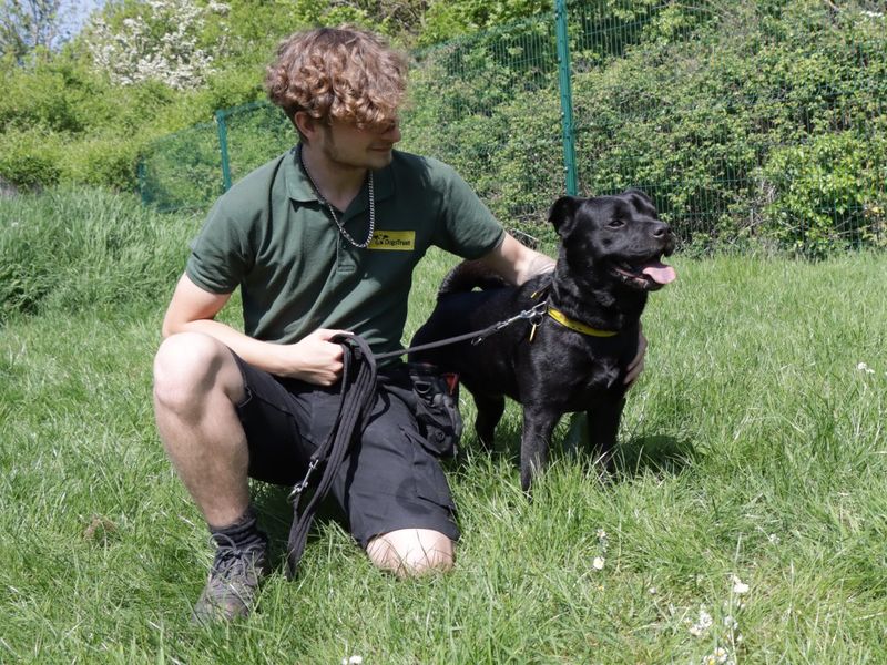 Staffordshire Bull Terrier for adoption in Evesham, Worcestershire – 2 years old - Image 2 of 2