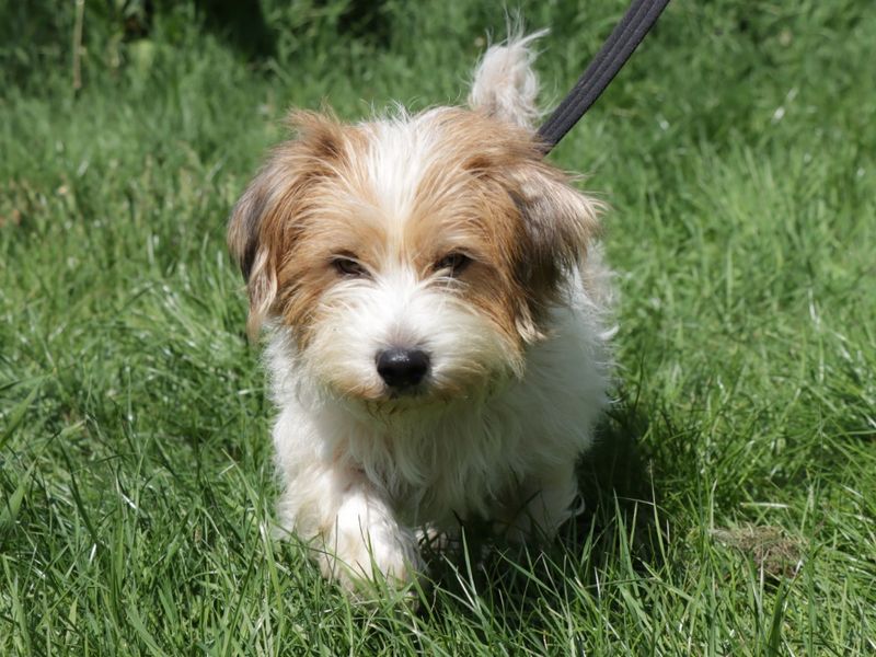 Freddie for sale in Evesham, Worcestershire - Image 4