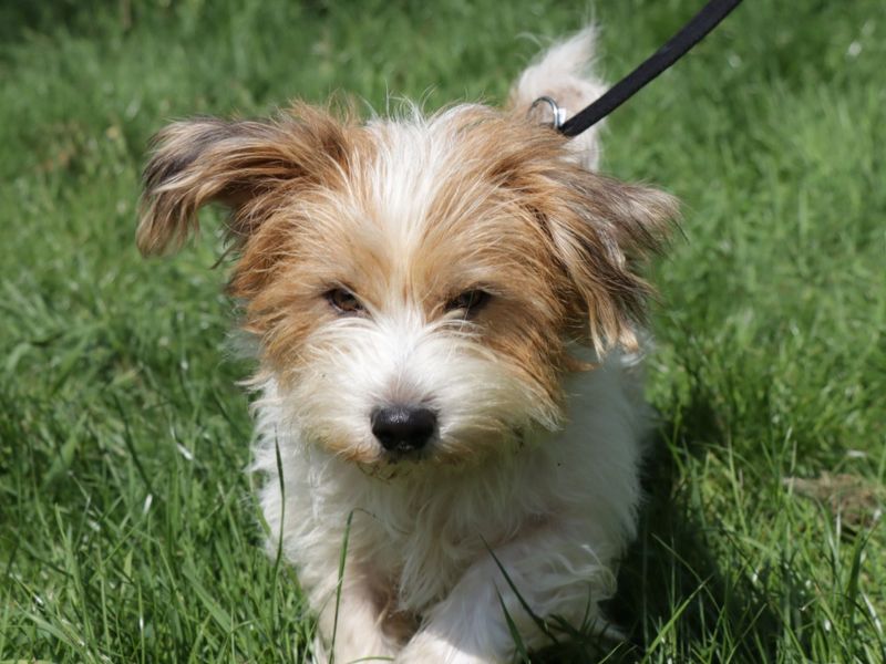 Freddie for sale in Evesham, Worcestershire