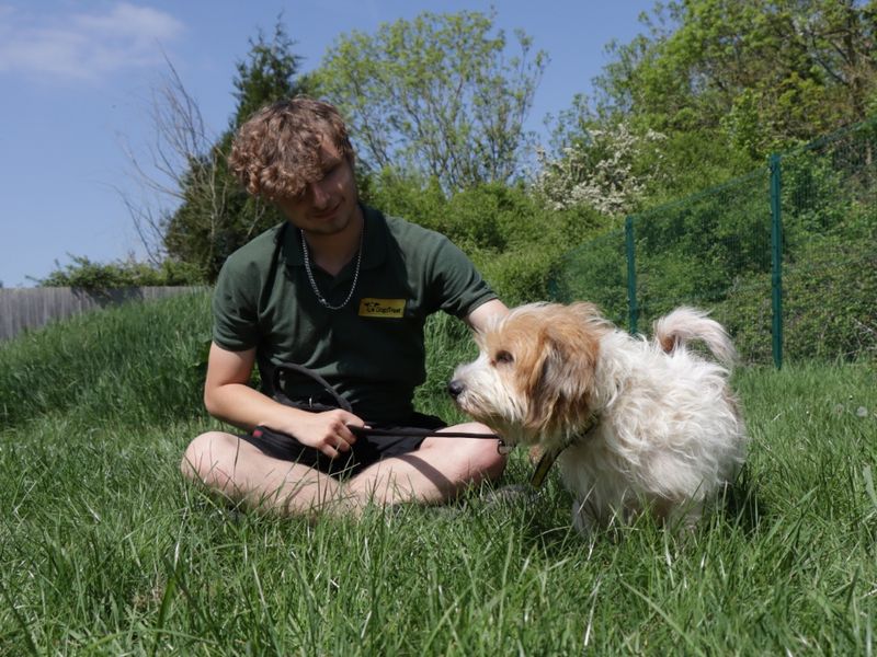 Freddie for sale in Evesham, Worcestershire - Image 3
