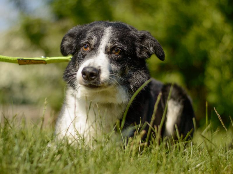 Border Collie for adoption in Kenilworth, Warks – 7 years old - Image 4 of 4