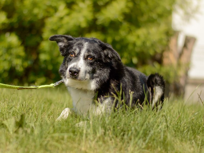 Border Collie for adoption in Kenilworth, Warks – 7 years old - Image 2 of 4