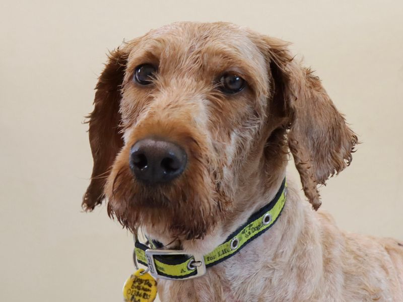 Ivy | Poodle Cross | Evesham (Worcestershire) - 1