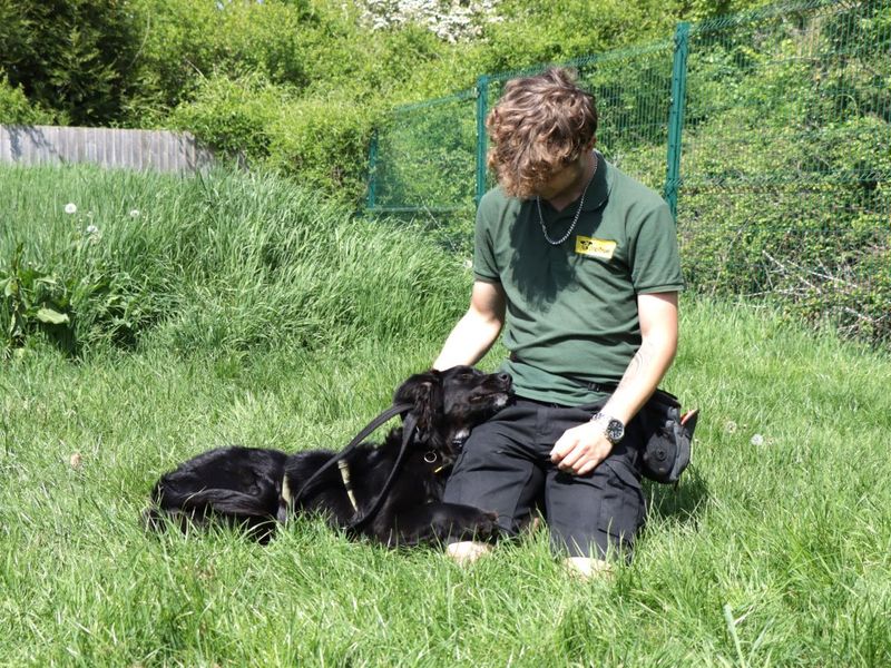 Golden Retriever for adoption in Evesham, Worcestershire – 8 months old - Image 4 of 6