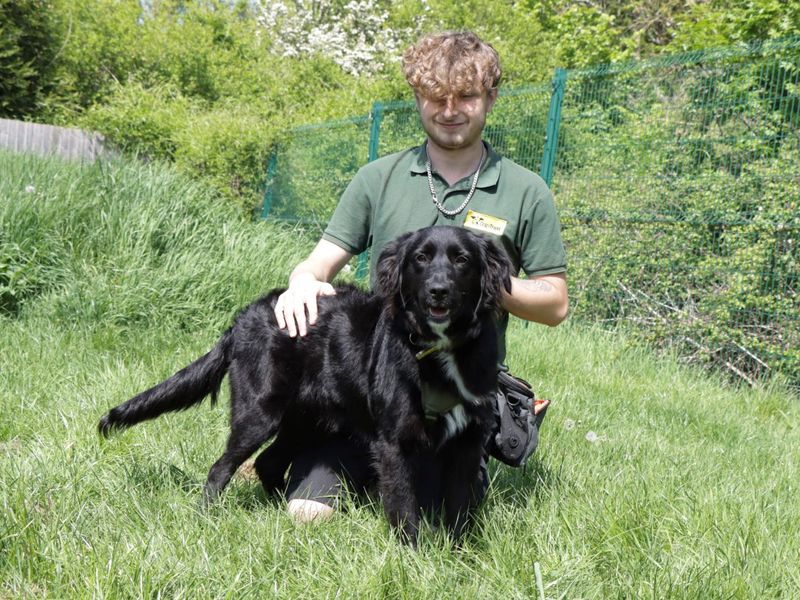 Golden Retriever for adoption in Evesham, Worcestershire – 8 months old - Image 2 of 6
