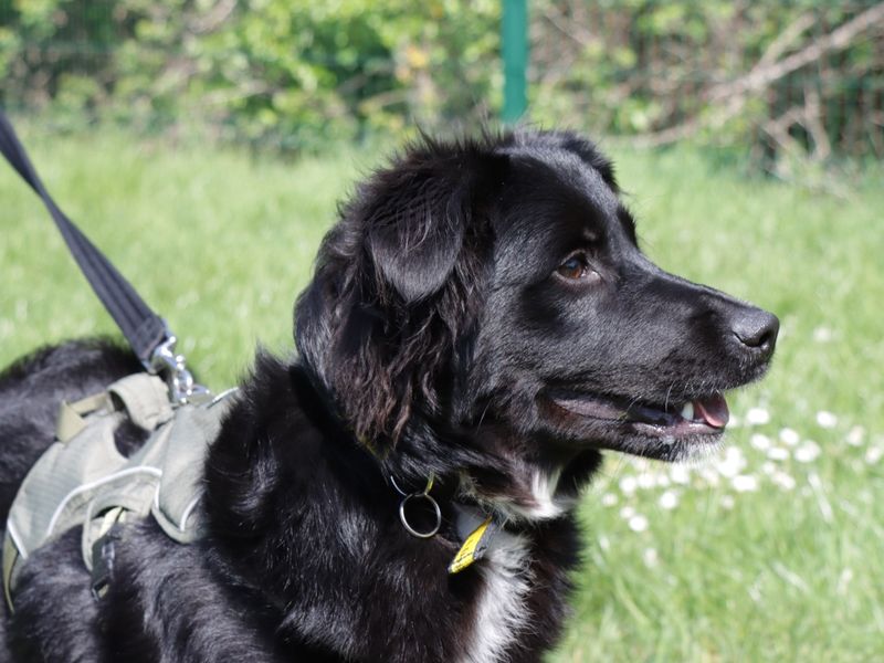 Lilah | Retriever (Golden) Cross | Evesham (Worcestershire) - 1
