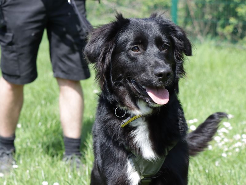 Lilah for sale in Evesham, Worcestershire - Image 6