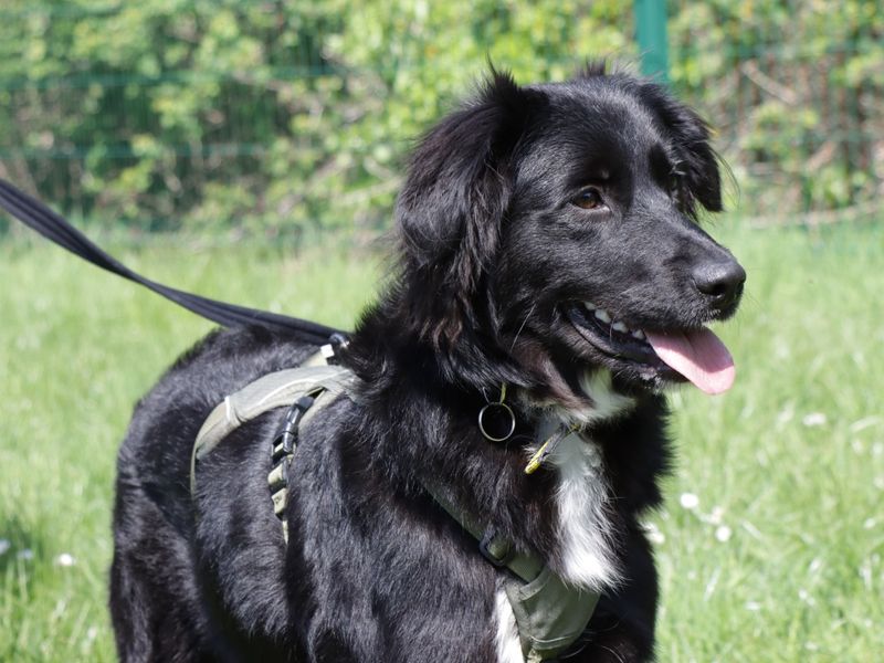 Lilah for sale in Evesham, Worcestershire - Image 3